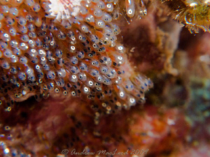 fish eggs! canon g10, 2 macro filters by Andrew Macleod 